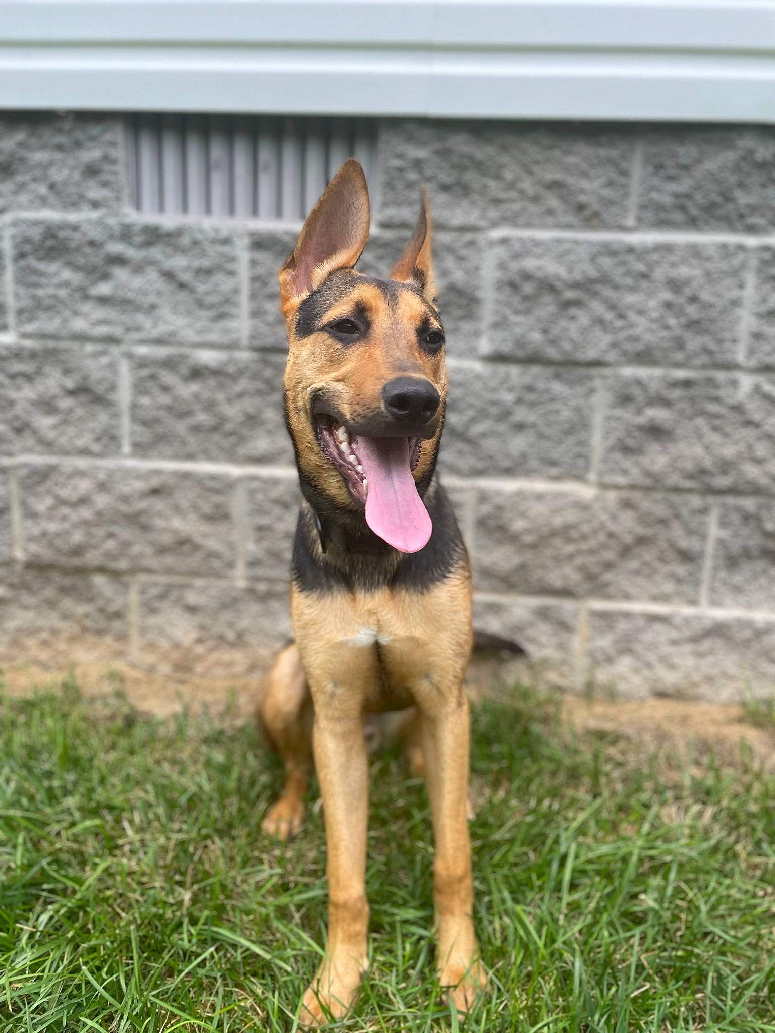 Apollo joined the competition — help win amazing prizes! brick, brickwork, canidae, carnivore, collar, companion_dog, dog, dog_breed, fawn, german_shepherd_dog, grass, guard_dog, herding_dog, hunting_dog, sporting_group, terrestrial_animal, working_animal, working_dog