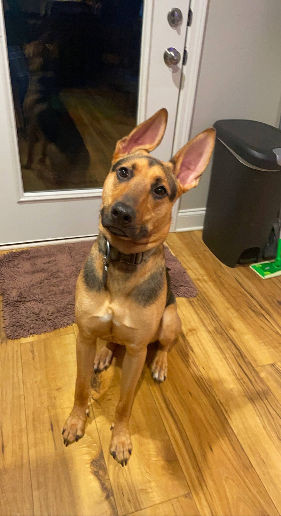 Apollo is registered to the contest to win money with this photo: canidae, carnivore, collar, companion_dog, dog, dog_breed, dog_collar, fawn, flooring, hardwood, liver, pet_supply, plank, snout, sporting_group, varnish, whiskers, wood, wood_stain, working_animal