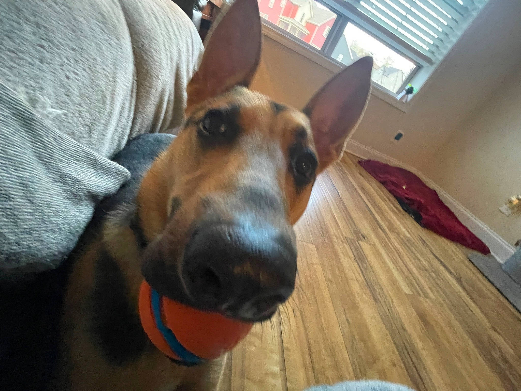 Apollo is registered to the contest to win money with this photo: canidae, carnivore, collar, comfort, companion_dog, dog, dog_breed, dog_supply, ear, fawn, flooring, hardwood, pet_supply, snout, sporting_group, whiskers, window, window_blind, wood, working_animal