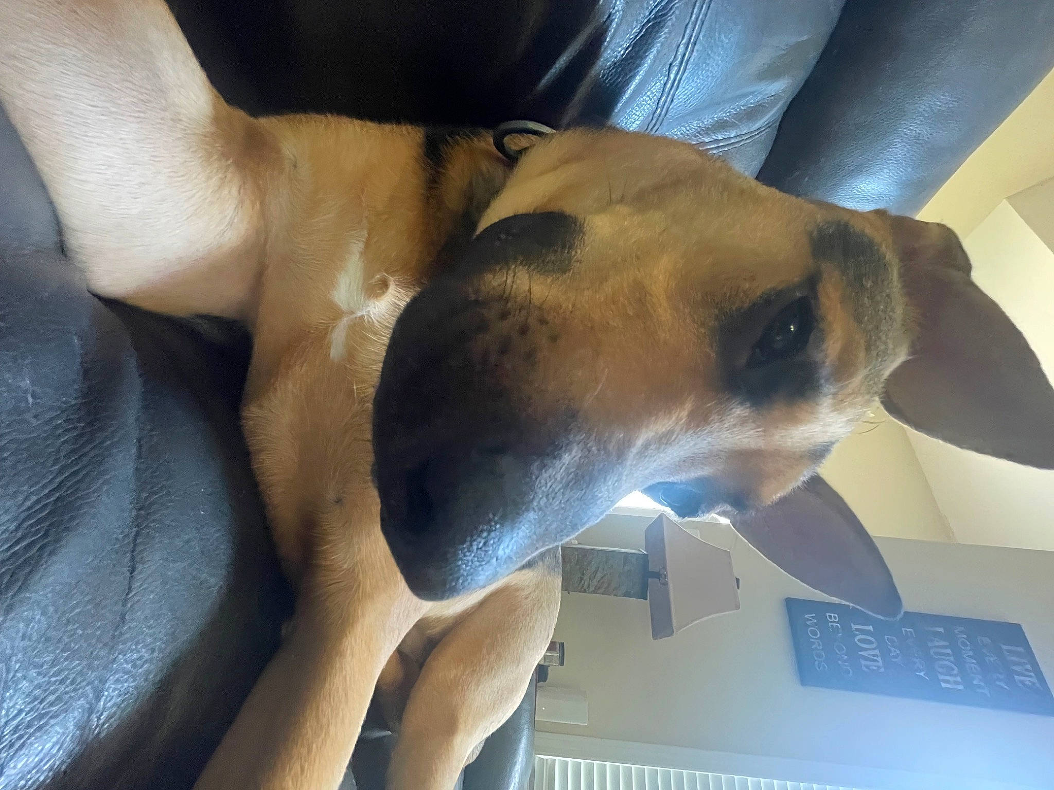 Apollo is registered to the contest to win money with this photo: canidae, carnivore, comfort, companion_dog, dog, dog_breed, ear, elbow, fawn, human_leg, jaw, non_sporting_group, paw, snout, sporting_group, terrestrial_animal, whiskers, working_animal