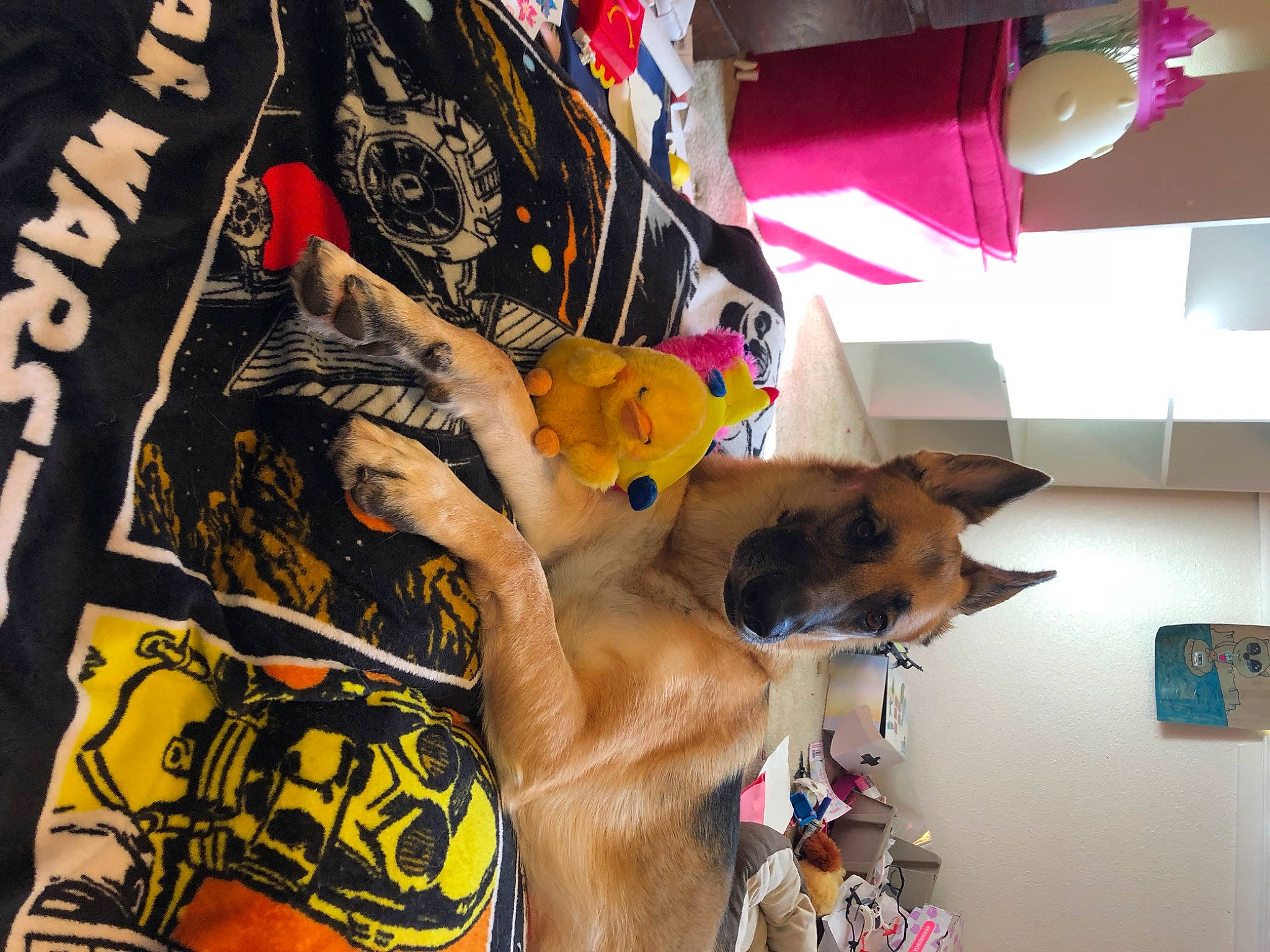 Lady is registered to the contest to win money with this photo: artist, barechested, carnivore, dog, dog_breed, fashion_accessory, fun, human_leg, linens, pattern, room, shorts, sleeve, sportswear, t_shirt, thigh, top, visual_arts