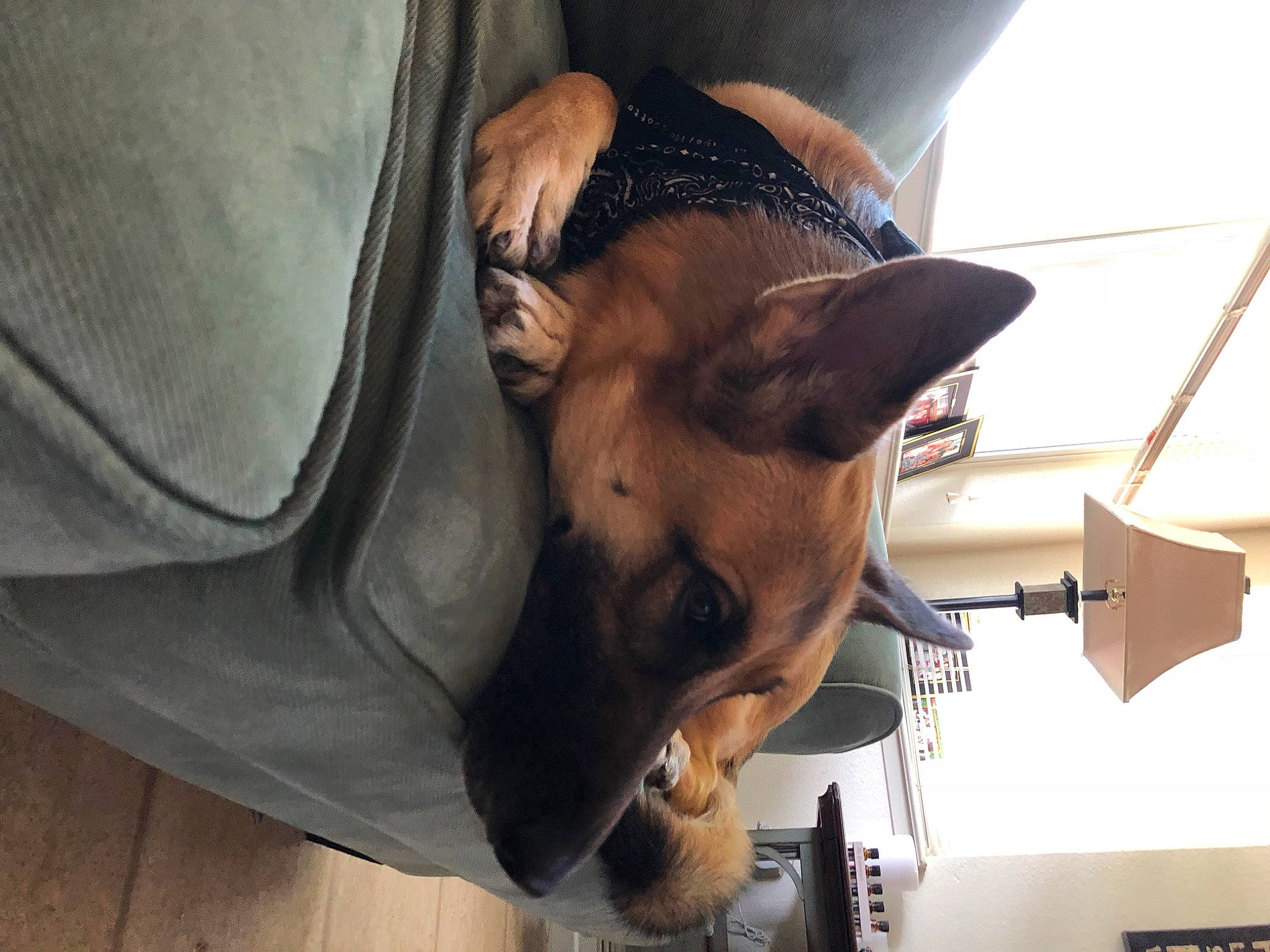 Lady joined the competition — help win amazing prizes! canidae, carnivore, collar, comfort, companion_dog, dog, dog_breed, ear, elbow, fawn, fur, guard_dog, hardwood, human_leg, non_sporting_group, sporting_group, whiskers, wood, working_animal, working_dog