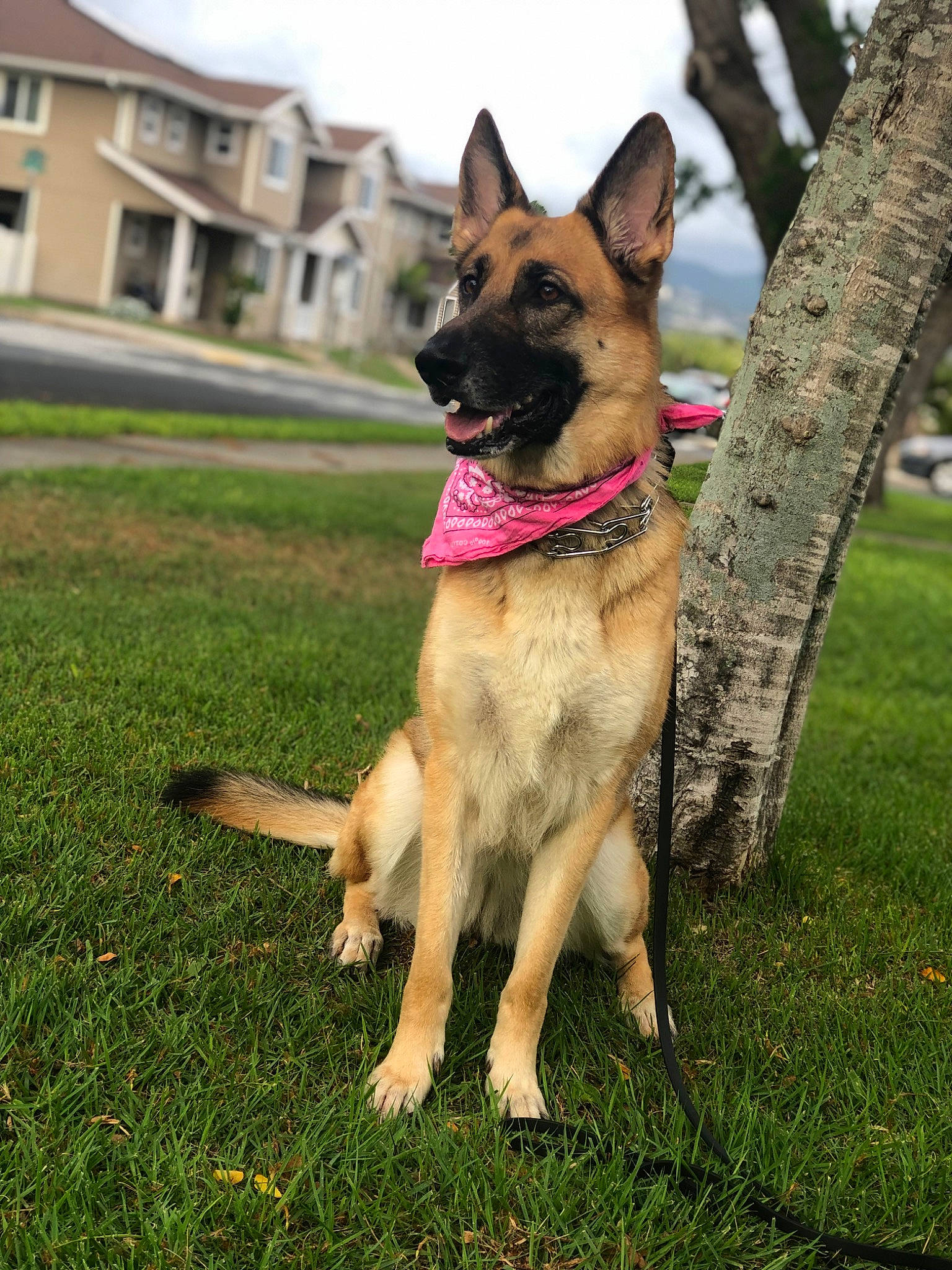 Lady is registered to the contest to win money with this photo: building, canidae, carnivore, collar, companion_dog, dog, dog_breed, dog_supply, fawn, german_shepherd_dog, grass, old_german_shepherd_dog, pet_supply, plant, sky, snout, sporting_group, tree, window, working_animal