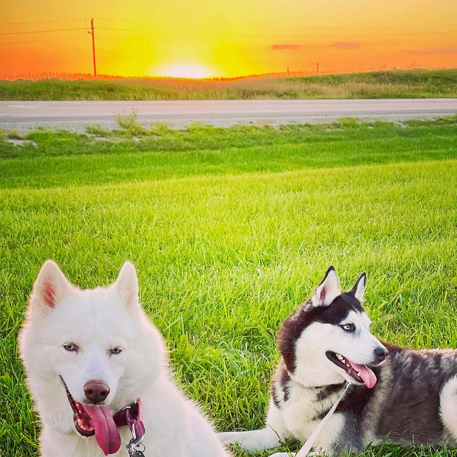 Lobo N Posey