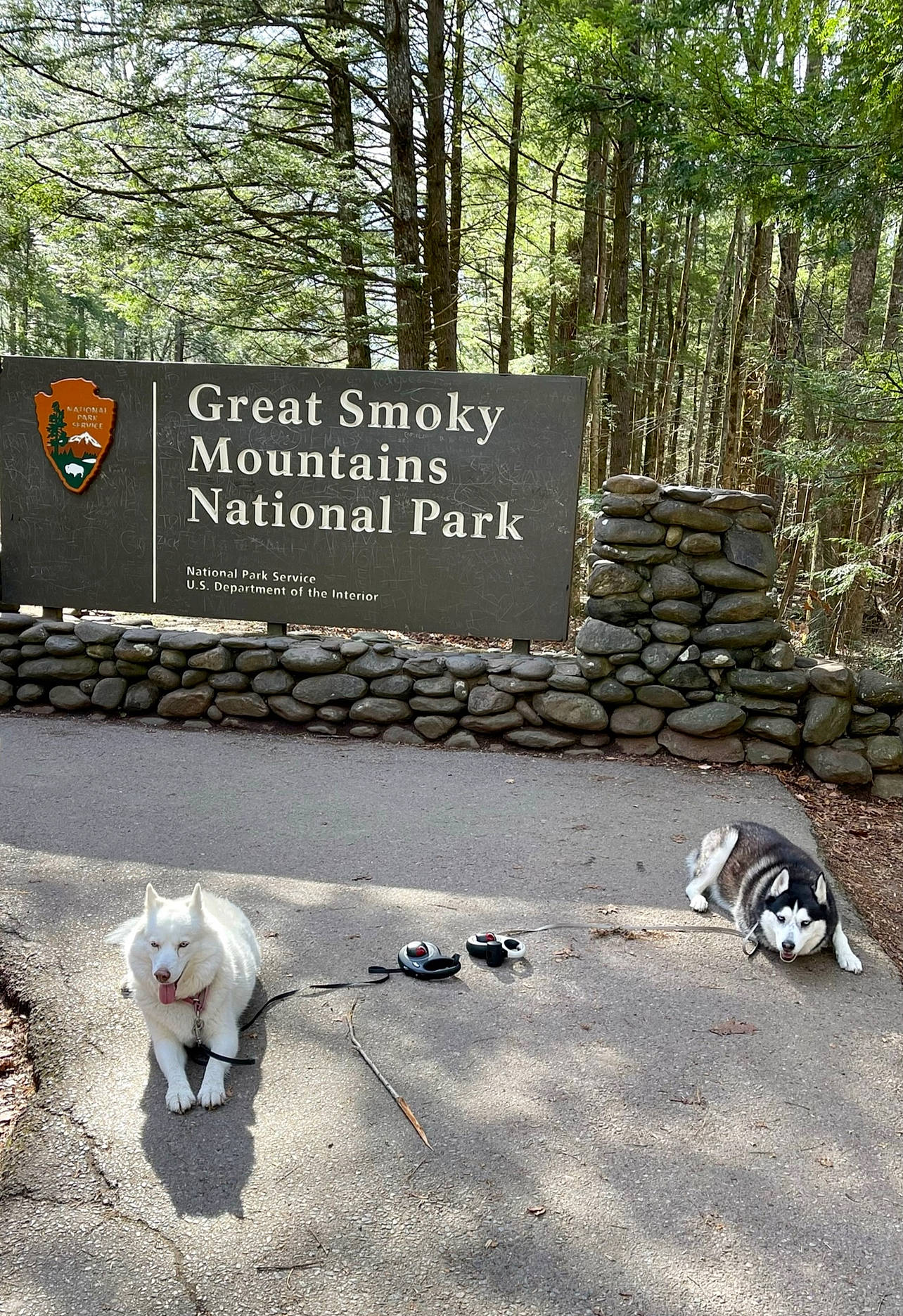 Lobo N Posey is registered to the contest to win money with this photo: asphalt, carnivore, companion_dog, dog, dog_breed, font, forest, grass, landscape, natural_landscape, plant, recreation, road, road_surface, sidewalk, sporting_group, tree, trunk, wildlife, wood