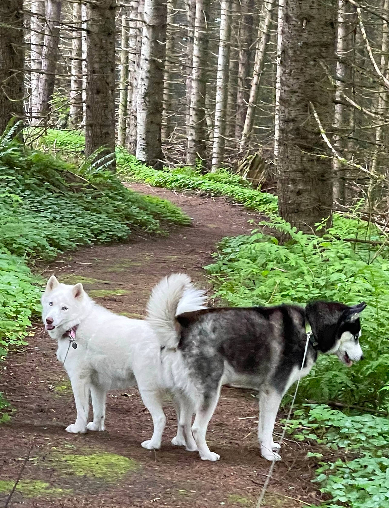 Lobo N Posey is registered to the contest to win money with this photo: canidae, carnivore, companion_dog, dog, dog_breed, forest, grass, mammal, old_growth_forest, plant, sled_dog, sporting_group, tail, terrestrial_animal, tree, vertebrate, wolf, woodland, working_animal, working_dog