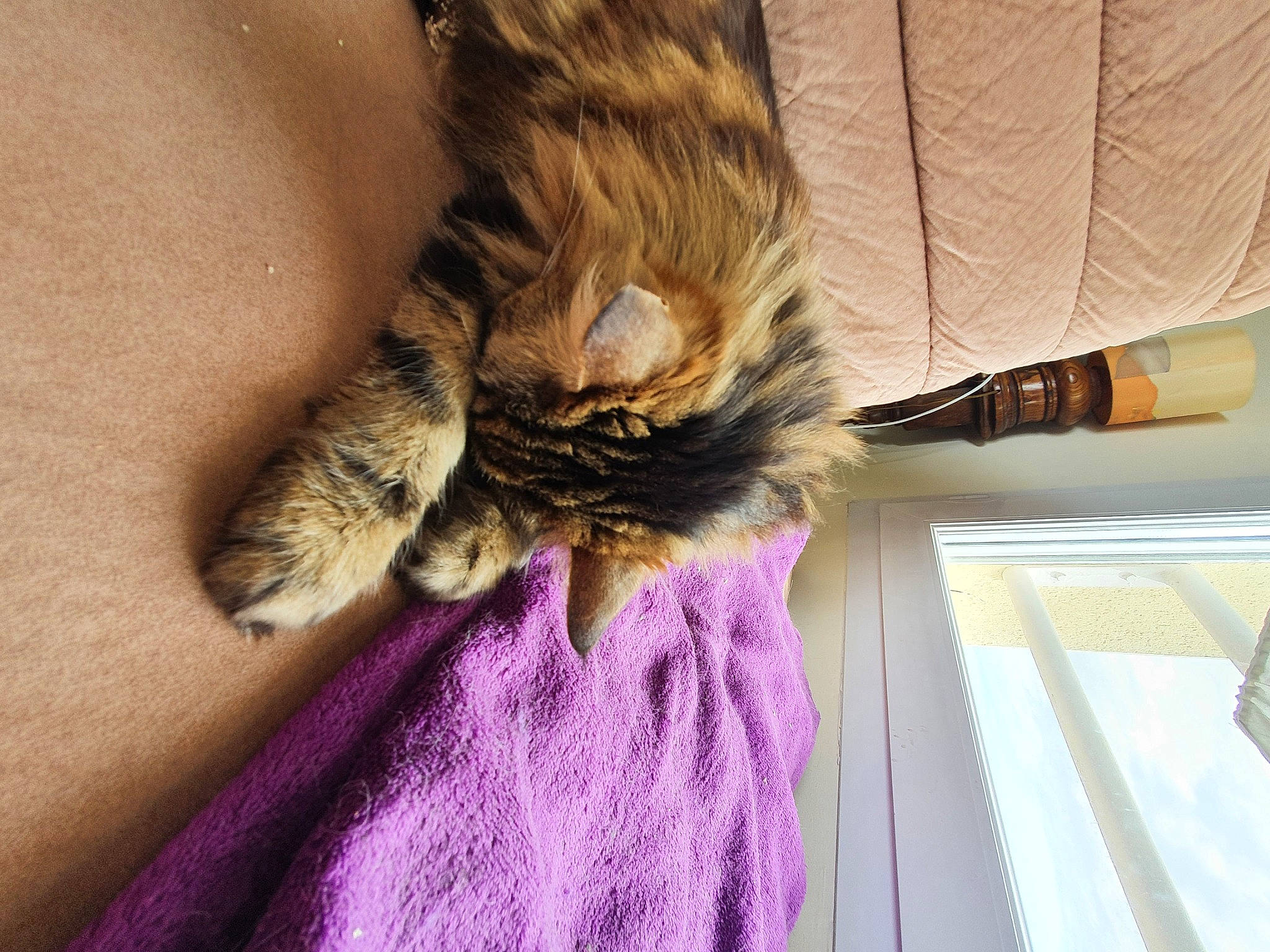 Fox participe au concours pour gagner de l'argent avec cette photo : carnivore, cat, claw, dragon_li, fawn, felidae, fur, kitten, maine_coon, norwegian_forest_cat, pixie_bob, polydactyl_cat, purple, small_to_medium_sized_cats, tabby_cat, tail, whiskers