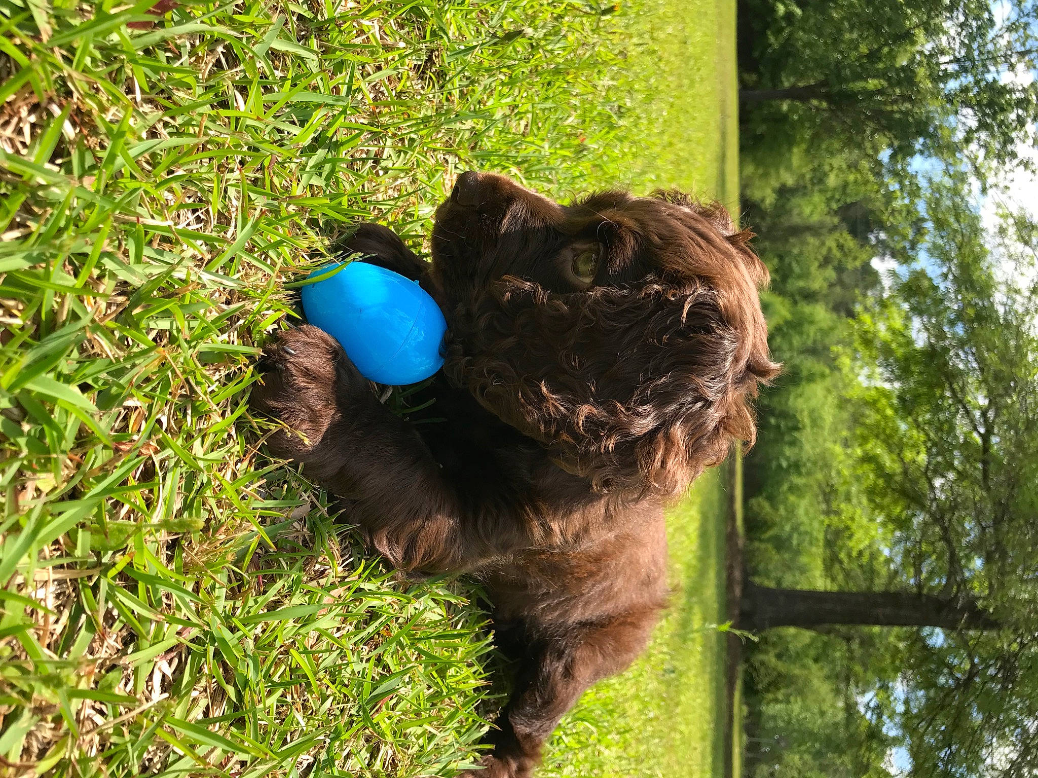 Bentley is registered to the contest to win money with this photo: botany, canidae, carnivore, companion_dog, dog, dog_breed, electric_blue, fawn, grass, groundcover, liver, snout, sporting_group, tail, terrestrial_animal, toy, tree, trunk, water_dog, working_animal