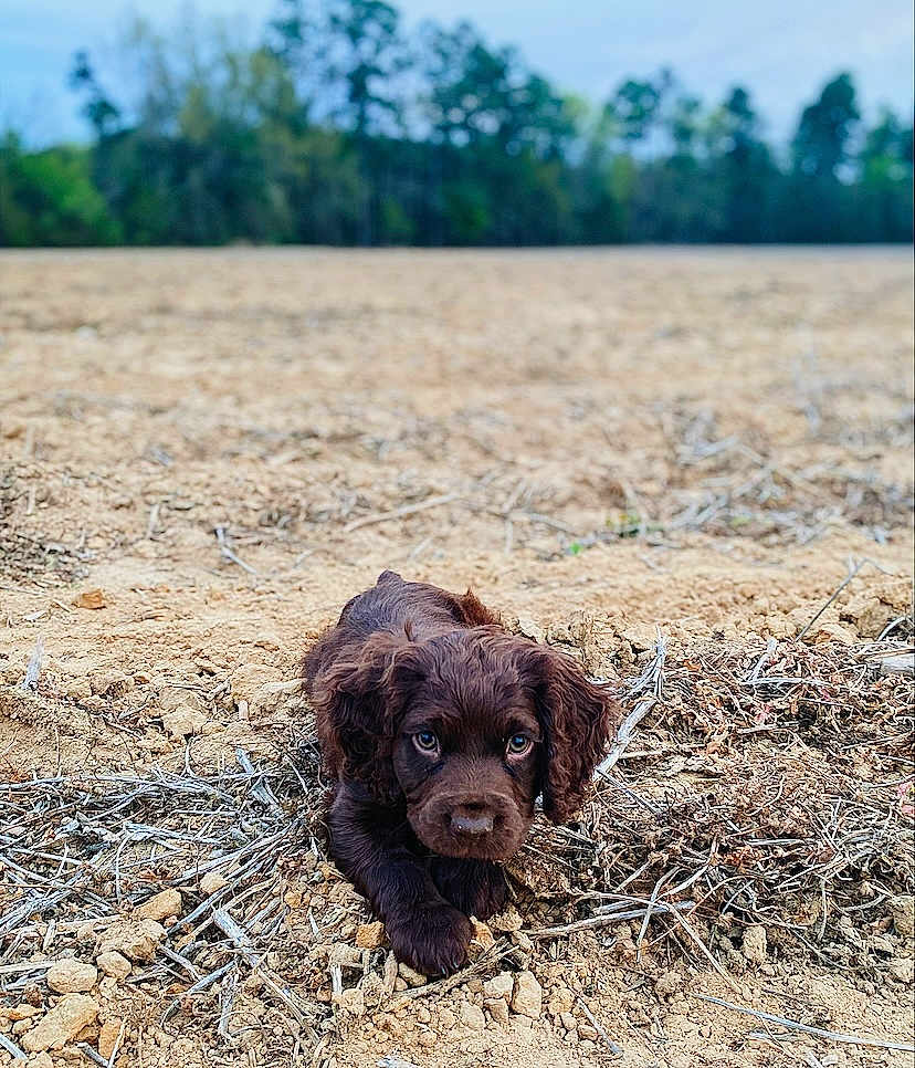 Bentley