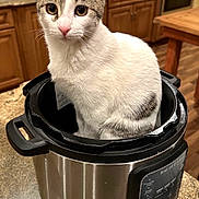 Rupert joined the competition — help win amazing prizes! animal, appliance, cat, countertop, cozy, curious, cute, domestic, feline, household, indoor, instant_pot, kitchen, looking_at_camera, pet, sitting, tabby_cat, table, white_cat, wooden_cabinet