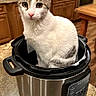 animal, appliance, cat, countertop, cozy, curious, cute, domestic, feline, household, indoor, instant_pot, kitchen, looking_at_camera, pet, sitting, tabby_cat, table, white_cat, wooden_cabinet