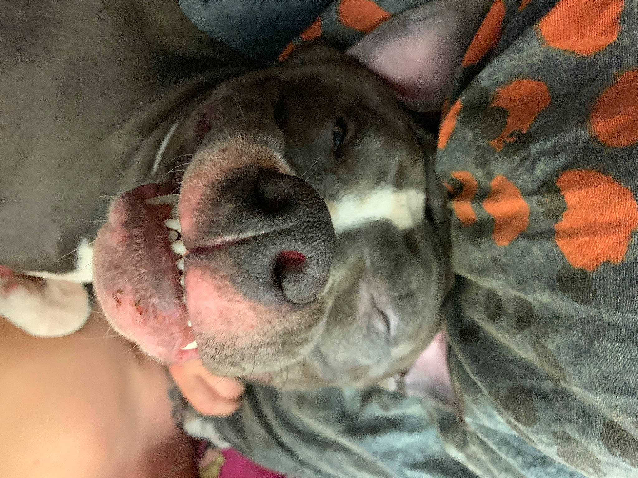 Blue participe au concours pour gagner de l'argent avec cette photo : carnivore, comfort, companion_dog, dog, dog_breed, ear, fawn, foot, fur, grey, non_sporting_group, pattern, paw, pug, snout, sporting_group, whiskers, working_animal, wrinkle