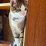 Mimi is registered to the contest to win money with this photo: cat, tabby, pet, indoor, wooden_shelf, curious, green_eyes, feline, animal, domestic_cat, whiskers, ears, paws, figurines, shelf, brown, white_fur, pink_nose, alert, cute