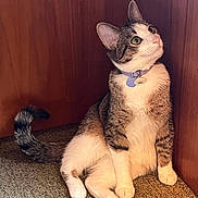 Mimi joined the competition — help win amazing prizes! cat, pet, indoor, feline, curious, collar, tabby, white_paws, green_eyes, sitting, tail, wooden_wall, floor, cute, animal, domestic, fur, whiskers, looking_up, relaxed