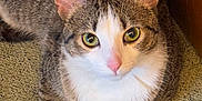 Mimi is registered to the contest to win money with this photo: cat, tabby, pet, indoor, animal, feline, cute, green_eyes, pink_nose, fur, whiskers, paws, carpet, relaxed, close_up, looking_up, domestic_cat, ears, resting, cozy
