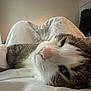 Mimi joined the competition — help win amazing prizes! cat, sleepy, close_up, indoor, bed, blanket, white, fur, pet, relaxing, cozy, whiskers, pink_nose, paw, resting, animal, cute, domestic_cat, feline, comfort