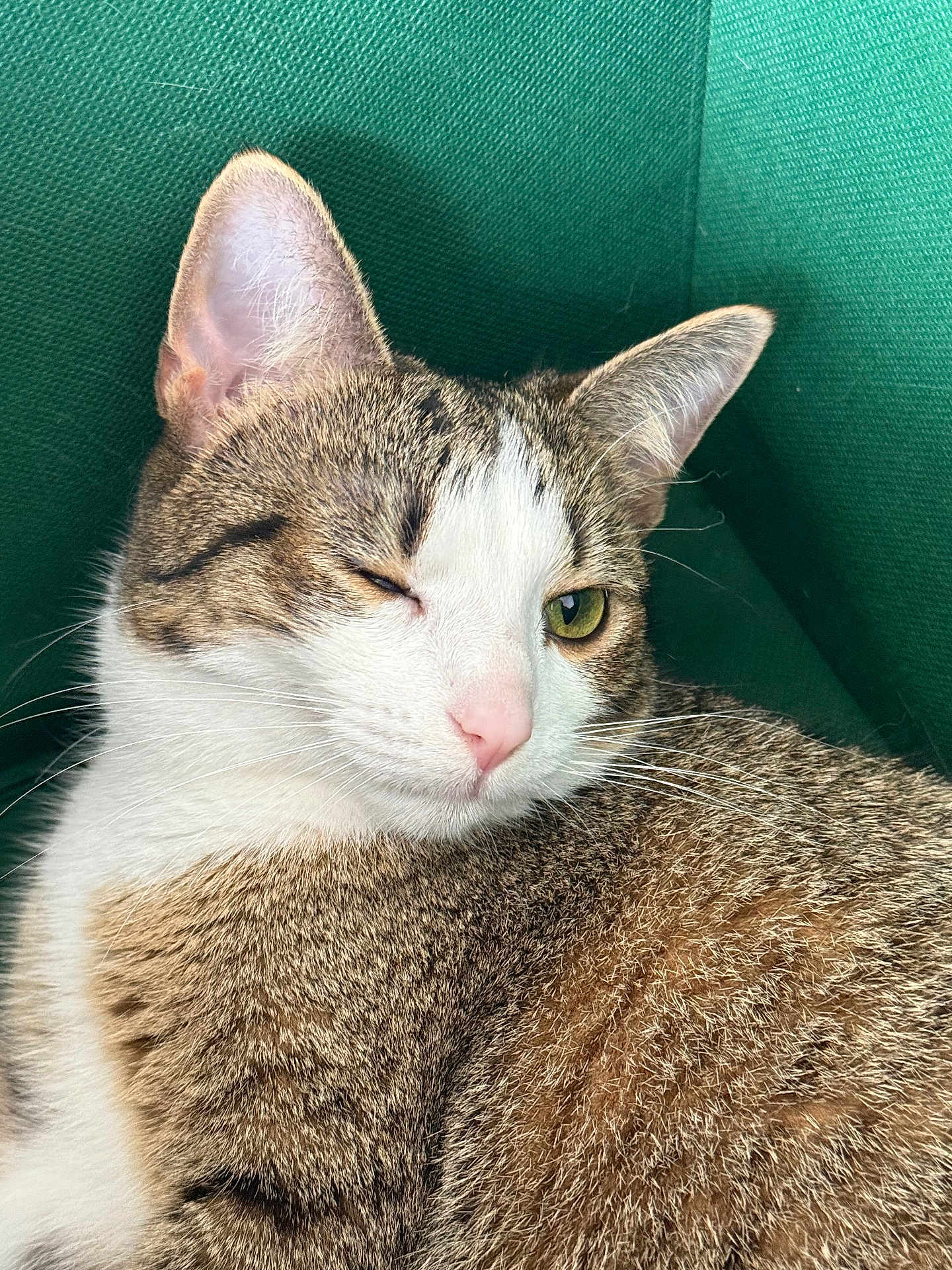 Mimi joined the competition — help win amazing prizes! cat, tabby, winking, close_up, pet, feline, whiskers, fur, pink_nose, green_background, cute, relaxed, animal, mammal, indoor, portrait, face, ear, eyes, sleepy