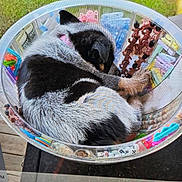Sandra Mason joined the competition — help win amazing prizes! dog, sleeping, container, craft_supplies, beads, colorful, black_and_white, fur, indoor, close_up, relaxing, cute, pet, small, curled_up, wooden_floor, plastic, table, decorative, napping