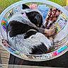 dog, sleeping, container, craft_supplies, beads, colorful, black_and_white, fur, indoor, close_up, relaxing, cute, pet, small, curled_up, wooden_floor, plastic, table, decorative, napping