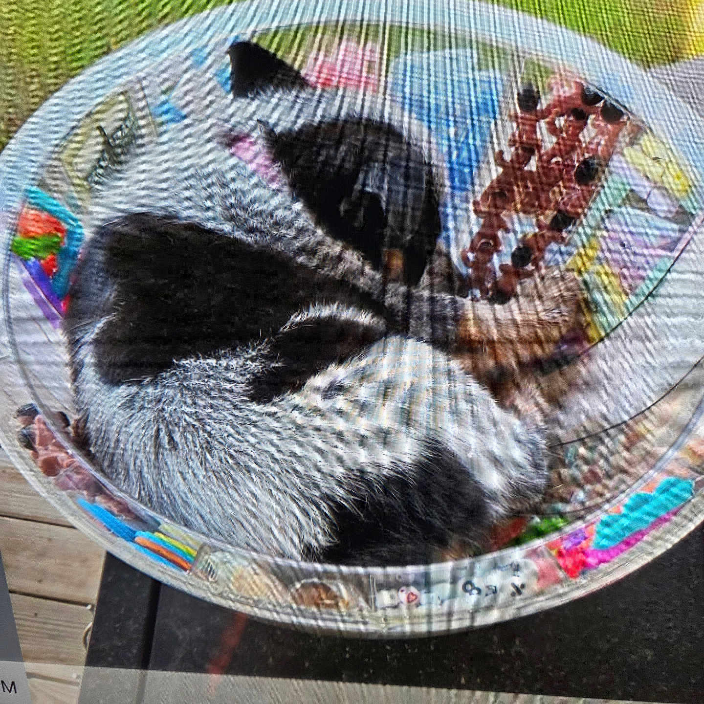 Sandra Mason joined the competition — help win amazing prizes! dog, sleeping, container, craft_supplies, beads, colorful, black_and_white, fur, indoor, close_up, relaxing, cute, pet, small, curled_up, wooden_floor, plastic, table, decorative, napping