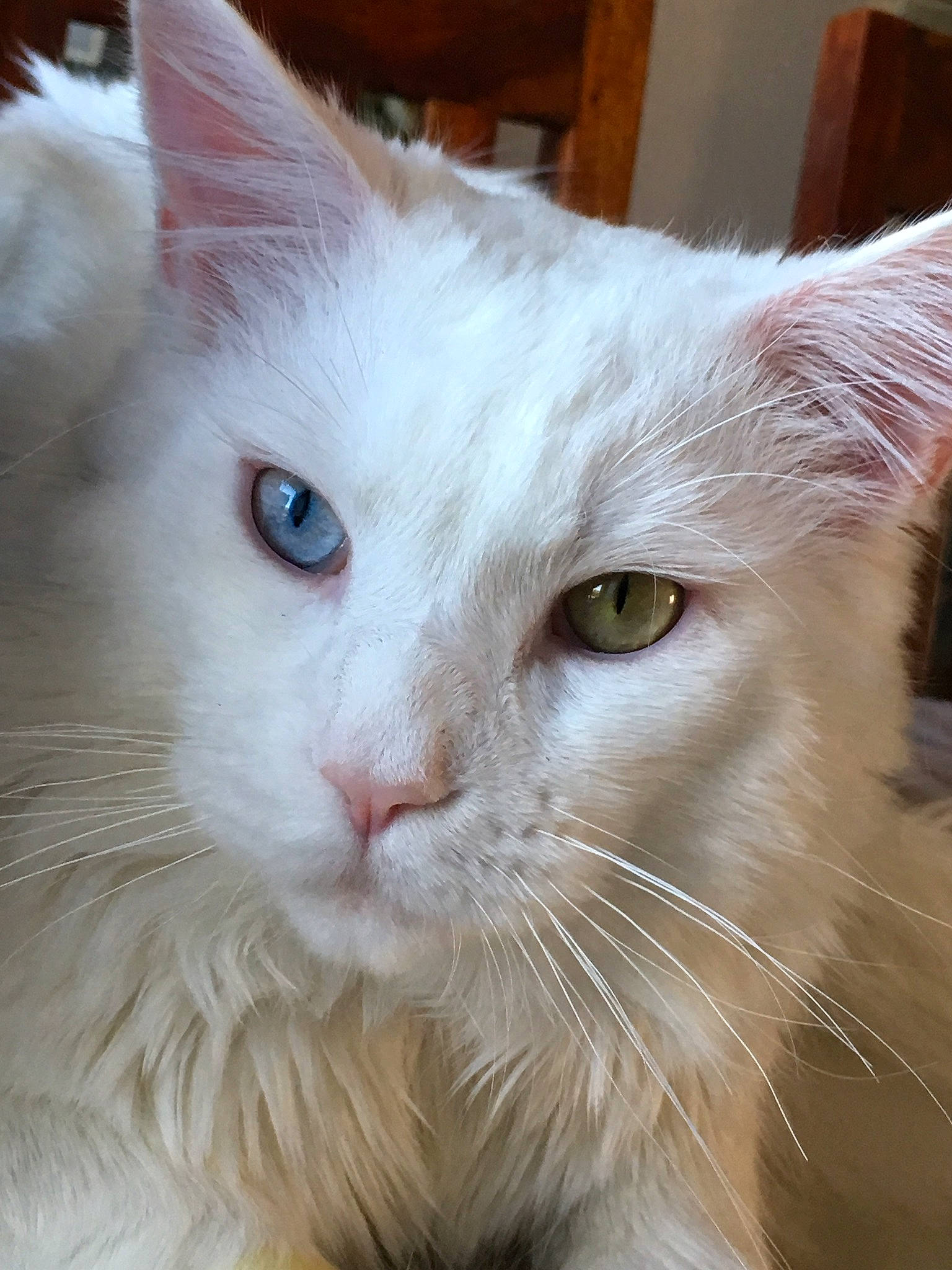 Magic a rejoint le concours — aidez-le/la à gagner de superbes lots ! carnivore, cat, domestic_short_haired_cat, ear, felidae, fur, iris, mammal, small_to_medium_sized_cats, snout, whiskers, window