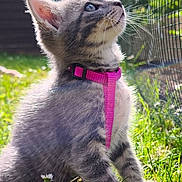 Diego a rejoint le concours — aidez-le/la à gagner de superbes lots ! kitten, cat, gray_tabby, pink_harness, grass, flowers, outdoor, sunlight, whiskers, fence, pet, young_animal, closeup, nature, curious, sitting, daylight, small_flower, animal, fur