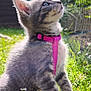 kitten, cat, gray_tabby, pink_harness, grass, flowers, outdoor, sunlight, whiskers, fence, pet, young_animal, closeup, nature, curious, sitting, daylight, small_flower, animal, fur