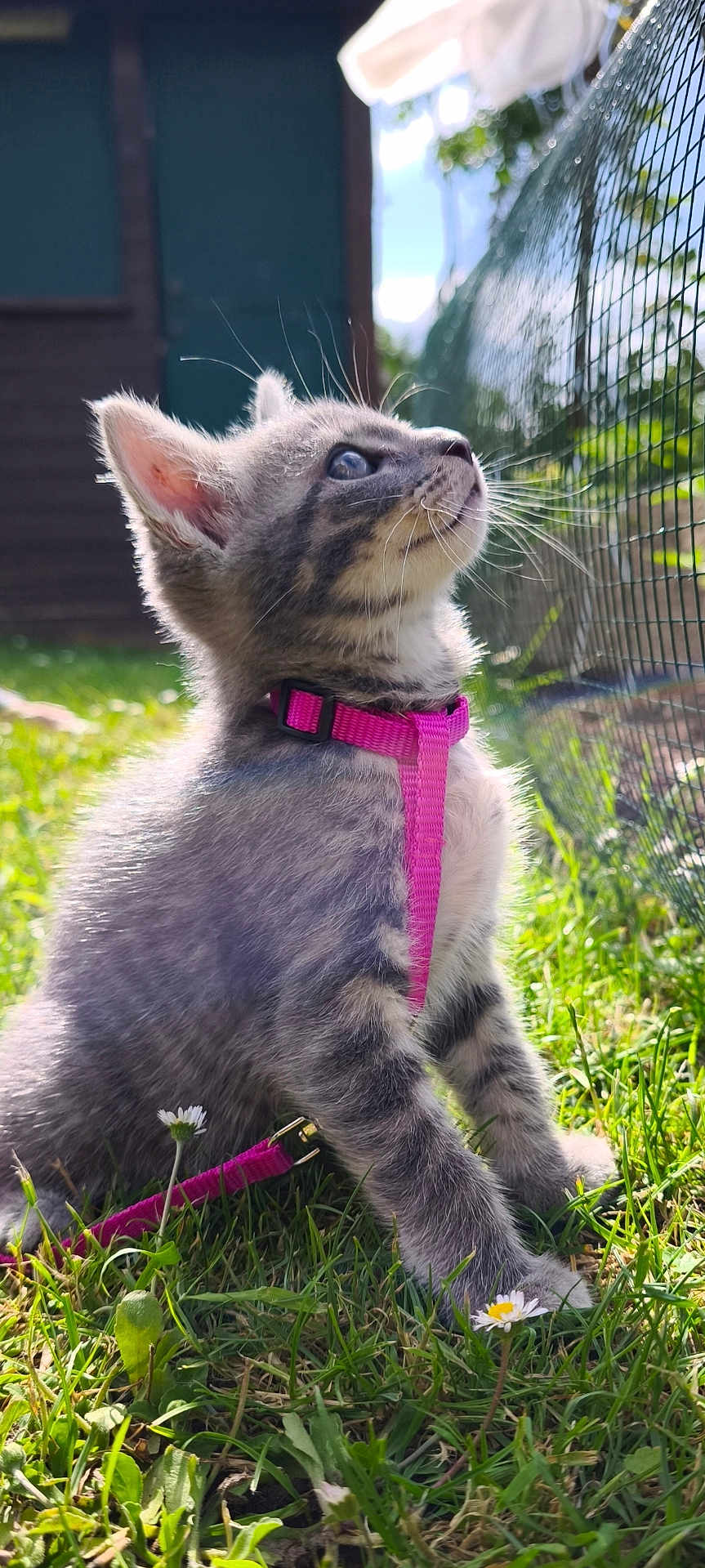 Diego a rejoint le concours — aidez-le/la à gagner de superbes lots ! kitten, cat, gray_tabby, pink_harness, grass, flowers, outdoor, sunlight, whiskers, fence, pet, young_animal, closeup, nature, curious, sitting, daylight, small_flower, animal, fur