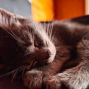 Diego participe au concours pour gagner de l'argent avec cette photo : animal, blurred_background, cat, close_up, cozy, cute, domestic_cat, face, feline, fur, indoor, mammal, paw, peaceful, pet, relaxing, resting, sleeping, soft_light, whiskers