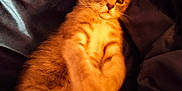 Diego participe au concours pour gagner de l'argent avec cette photo : animal, blanket, cat, cozy, curious, cute, domestic, feline, fur, indoor, kitten, lying_down, pet, portrait, relaxed, resting, small, soft, warm_light, young