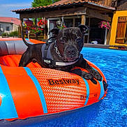 Popeye participe au concours pour gagner de l'argent avec cette photo : dog, inflatable_raft, pool, water, outdoor, summer, sunny, house, flowers, blue_sky, pet, animal, leisure, relaxation, garden, daytime, canine, swimming_pool, vacation, backyard