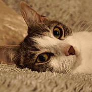Luna participe au concours pour gagner de l'argent avec cette photo : cat, close_up, yellow_eyes, fur, pet, animal, whiskers, nose, ear, texture, soft, lying_down, relaxed, curious, indoor, portrait, mammal, feline, cozy, resting