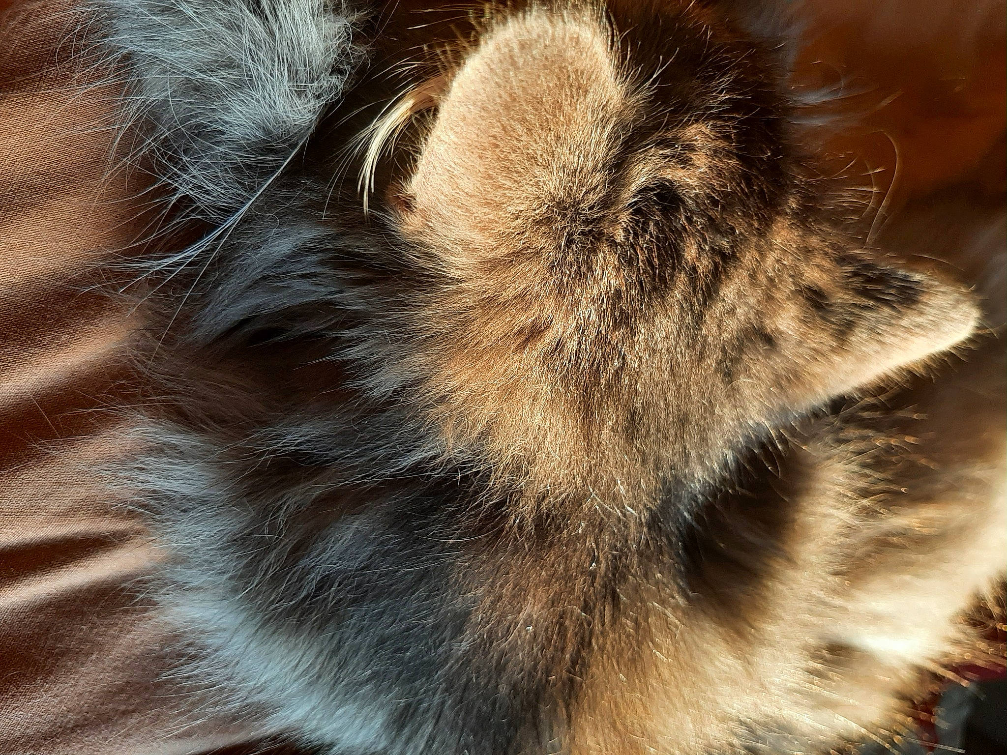 Chanel a rejoint le concours — aidez-le/la à gagner de superbes lots ! canidae, carnivore, cat, claw, dog_breed, domestic_short_haired_cat, fawn, felidae, fur, liver, macro_photography, natural_material, paw, sleep, small_to_medium_sized_cats, snout, tail, terrestrial_animal, whiskers, wildlife