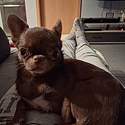 Ullalabel participe au concours pour gagner de l'argent avec cette photo : animal, brown, chihuahua, companion, cozy, cute, dog, domestic, door, floor, furniture, indoor, legs, living_room, person, pet, relaxing, small_dog, socks, television