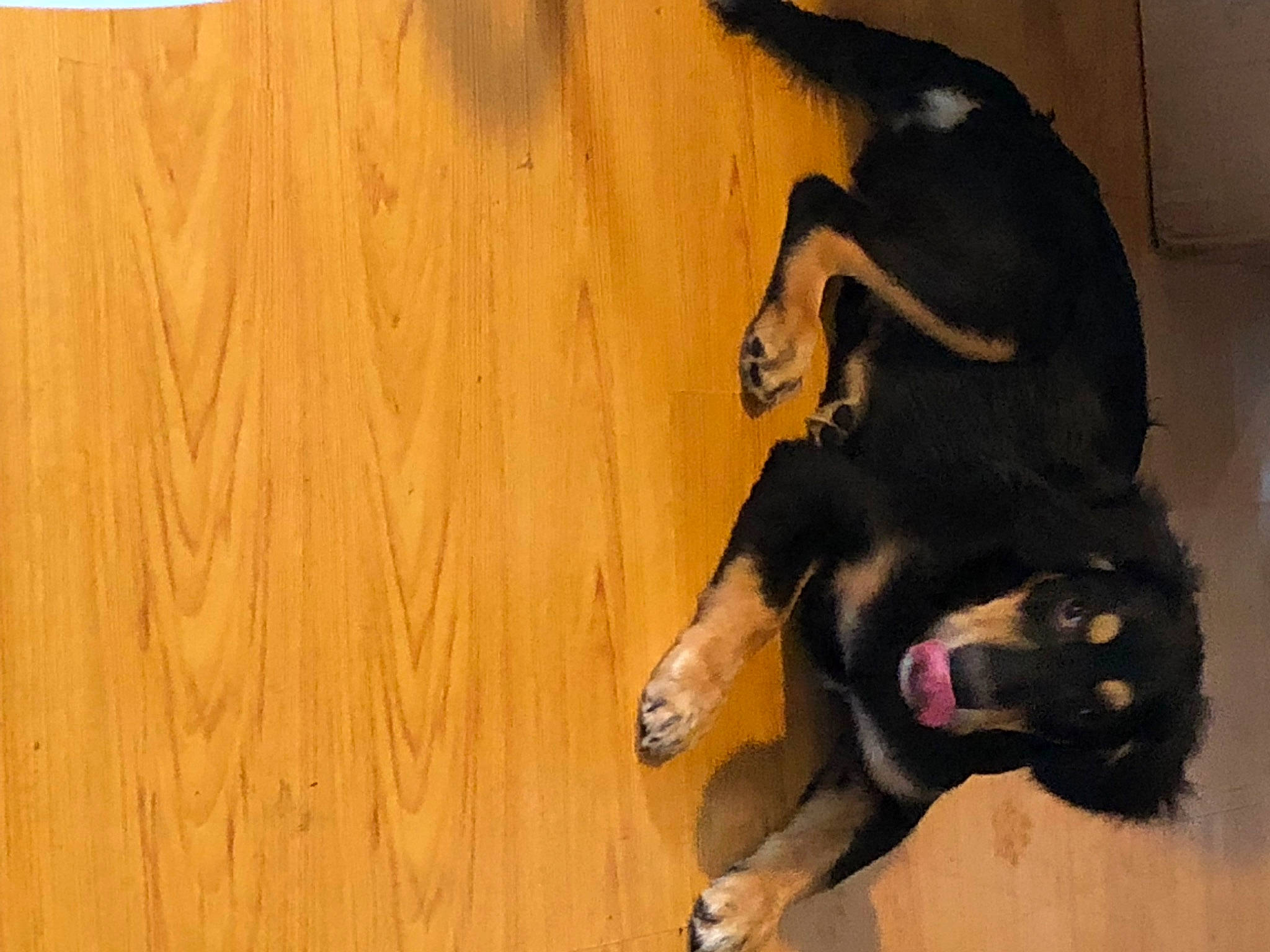 Reecee is registered to the contest to win money with this photo: canidae, carnivore, companion_dog, dog, dog_breed, fawn, flooring, fur, guard_dog, hardwood, paw, plywood, snout, sporting_group, tail, terrestrial_animal, varnish, wood, wood_stain, working_animal