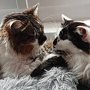 Enzo Et Eliott participe au concours pour gagner de l'argent avec cette photo : abyssinian, accessories, angora, animal, bodypart, cat, couch, featherboa, furniture, hardwood, indoors, kitten, manx, mouth, person, pet, siamese, sleeping, window, wood