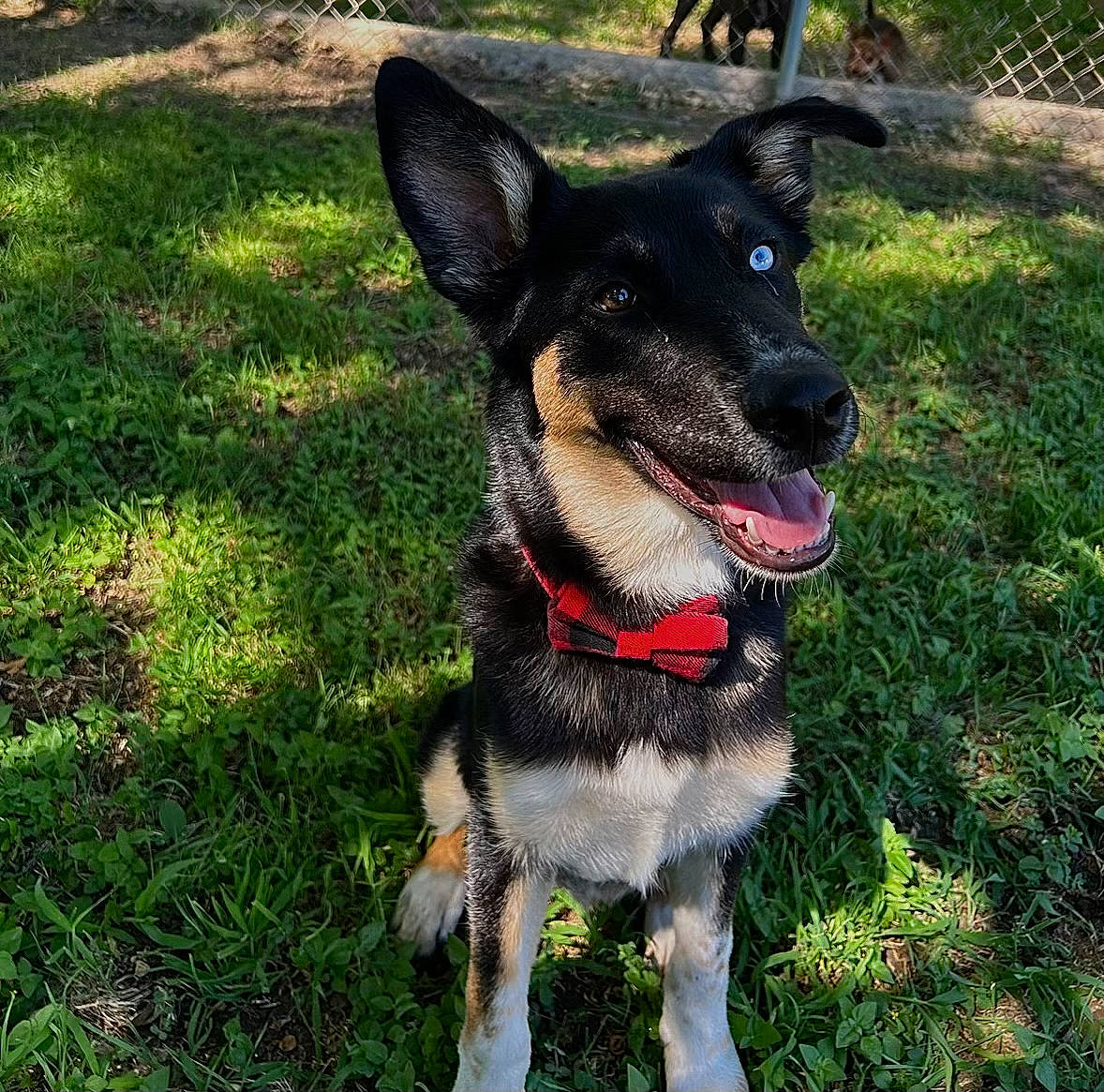 Achilles is registered to the contest to win money with this photo: australian_cattle_dog, canidae, carnivore, collar, companion_dog, dog, dog_breed, dog_collar, dog_supply, fang, fashion_accessory, fawn, grass, herding_dog, leash, plant, snout, sporting_group, whiskers, working_animal