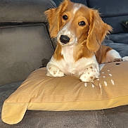 Arya a rejoint le concours — aidez-le/la à gagner de superbes lots ! dog, puppy, couch, pillow, indoor, pet, brown_and_white, long_ears, floppy_ears, snout, whiskers, sitting, looking_at_camera, close_up, fur, home, sofa, cute, relaxed, portrait