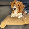 brown_and_white, close_up, couch, cute, dog, floppy_ears, fur, home, indoor, long_ears, looking_at_camera, pet, pillow, portrait, puppy, relaxed, sitting, snout, sofa, whiskers