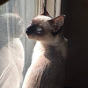 Cadence is registered to the contest to win money with this photo: cat, siamese_cat, window, reflection, indoor, light, shadow, fur, blue_eyes, animal, pet, portrait, looking_out, calm, side_view, close_up, whiskers, ears, sunlight, quiet