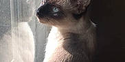 Cadence is registered to the contest to win money with this photo: cat, siamese_cat, window, reflection, indoor, light, shadow, fur, blue_eyes, animal, pet, portrait, looking_out, calm, side_view, close_up, whiskers, ears, sunlight, quiet