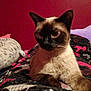 Cadence joined the competition — help win amazing prizes! siamese_cat, cat, pet, animal, fur, whiskers, ears, blanket, indoor, red_wall, curious, resting, mammal, feline, closeup, bedroom, cozy, domestic_animal, sleepy, cute