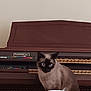 Cadence joined the competition — help win amazing prizes! cat, siamese_cat, animal, pet, indoor, piano, musical_instrument, wood, keyboard, feline, blue_eyes, curious, sitting, domestic, closeup, brown, black, fur, ears, face