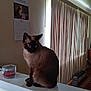 cat, siamese_cat, indoor, pet, feline, animal, window_blinds, calendar, candle, ledges, curious, brown, black, blue_eyes, household, decor, quiet, daylight, shadow, wall
