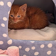 Lionel is registered to the contest to win money with this photo: kitten, cat, pet_house, polka_dots, orange_fur, blanket, indoor, cozy, furry, resting, cute, animal, pink_slipper, soft_texture, carpet, closeup, small, domestic, sleepy, feline