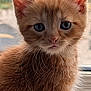 Lionel joined the competition — help win amazing prizes! kitten, cat, ginger_cat, close_up, pet, feline, whiskers, ears, fur, window, indoor, cute, animal, young_cat, portrait, looking, curious, soft_light, face, small