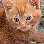Lionel is registered to the contest to win money with this photo: kitten, cat, orange_cat, close_up, blue_eyes, fur, whiskers, pet, animal, cute, young, resting, indoors, furry, paw, face, small, domestic_animal, curious, soft
