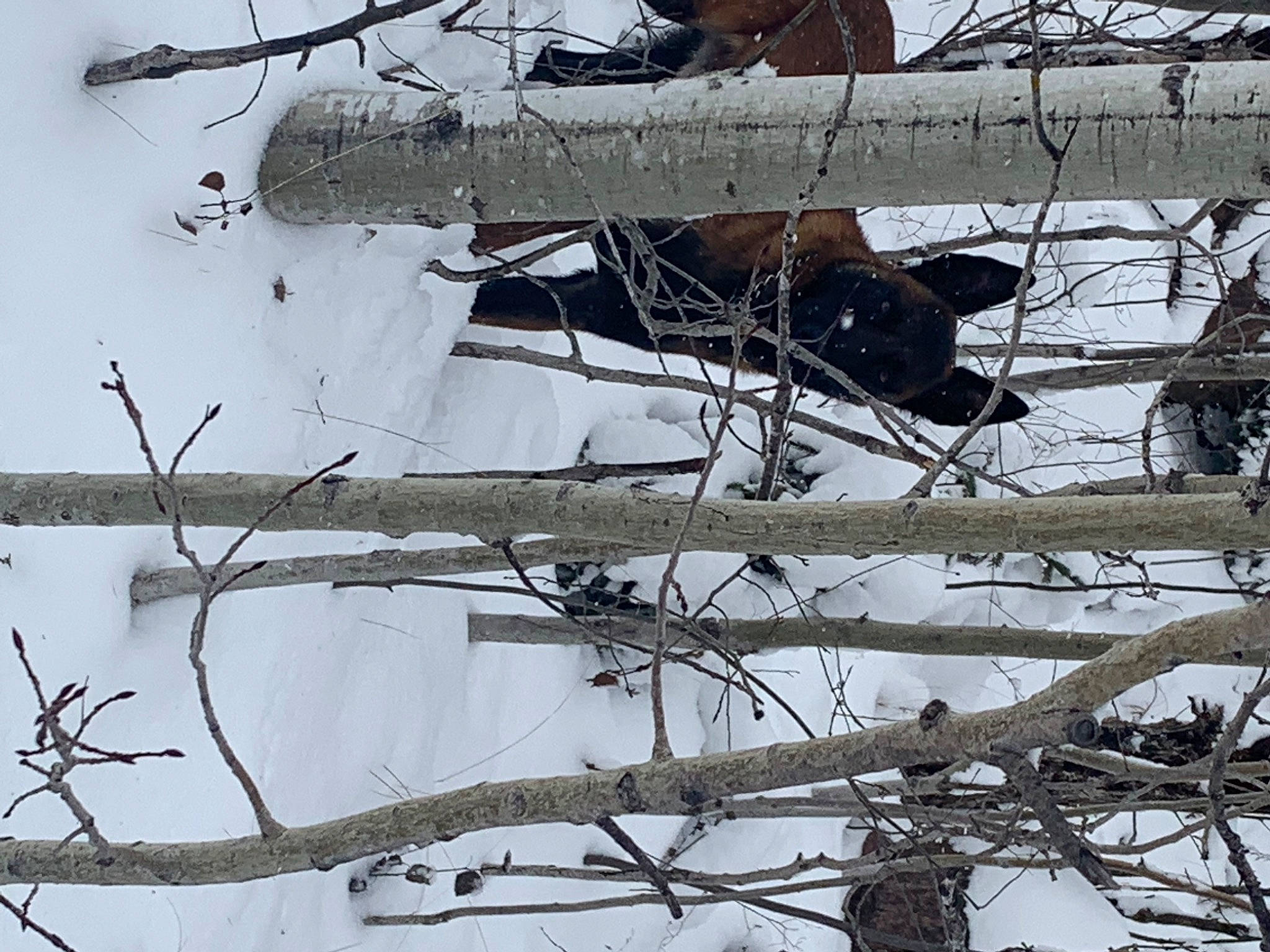 Santi participe au concours pour gagner de l'argent avec cette photo : branch, event, freezing, frost, line, nature, plant, precipitation, snow, tree, trunk, twig, vertebrate, water, white, wildlife, winter, wood, woody_plant