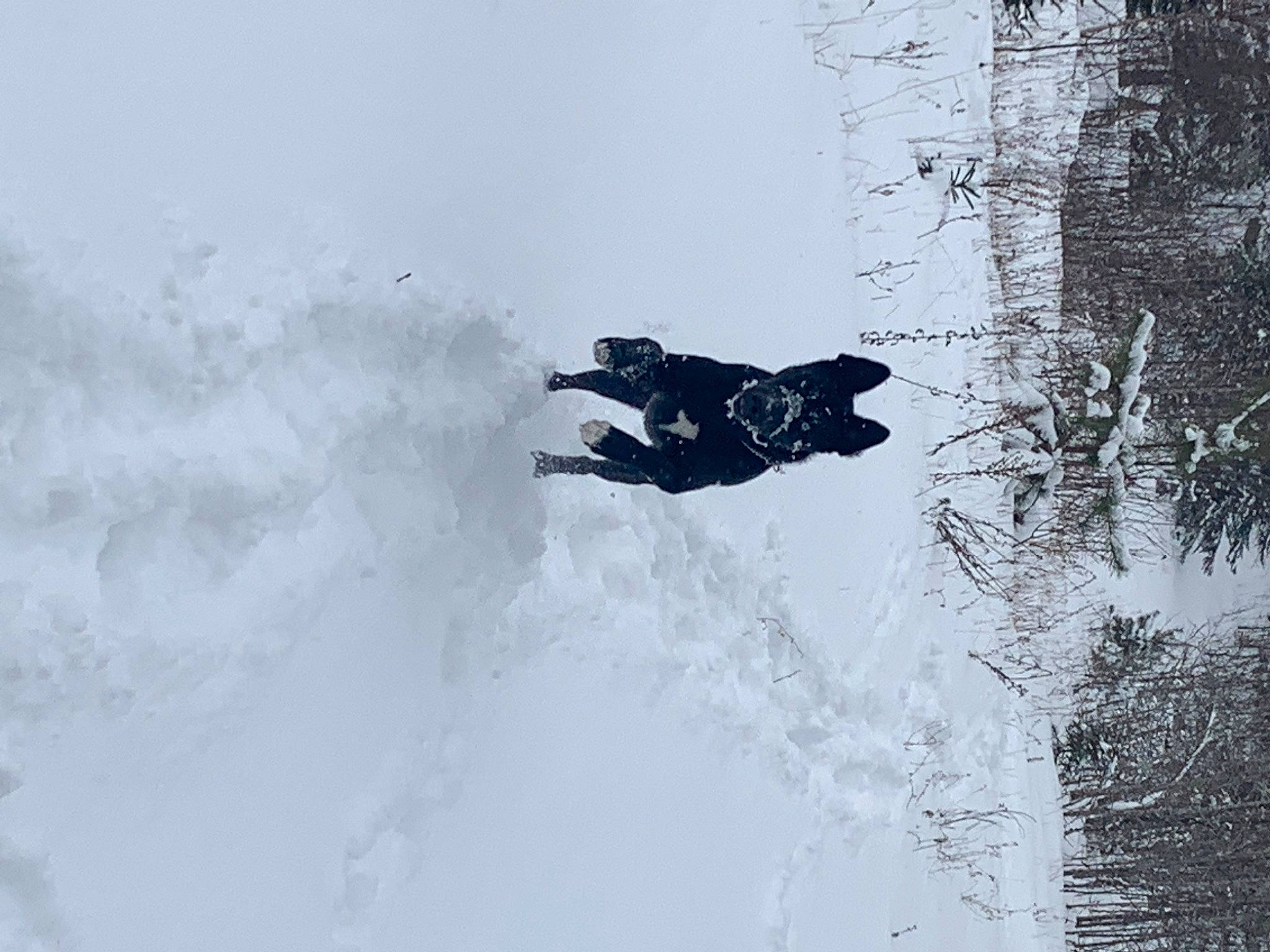 Mira participe au concours pour gagner de l'argent avec cette photo : art, freezing, frost, geological_phenomenon, glacial_landform, ice_cap, landscape, monochrome, monochrome_photography, nunatak, plant, recreation, sky, slope, snow, tree, trunk, twig, water, winter