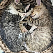 Princesse participe au concours pour gagner de l'argent avec cette photo : cat, kitten, sleeping, cuddle, fur, tabby, striped, whiskers, paw, cute, pet, animal, cozy, bed, relax, napping, indoor, closeup, companion, friendship